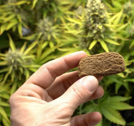 What Is CBD Hash ?